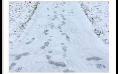 January 2020 Newsletter