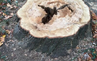 November 2019 Newsletter