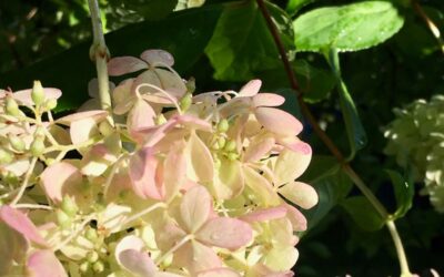 September 2019 Newsletter