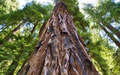 September 2020 Newsletter